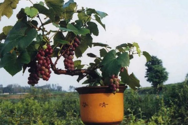 盆栽葡萄什么时候种植好，适宜的生长温度在15-25℃