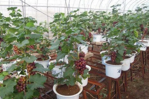 盆栽葡萄什么时候种植好，适宜的生长温度在15-25℃