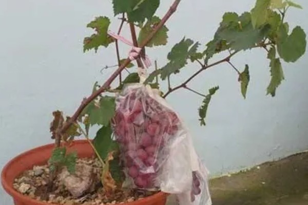 盆栽葡萄什么时候种植好，适宜的生长温度在15-25℃