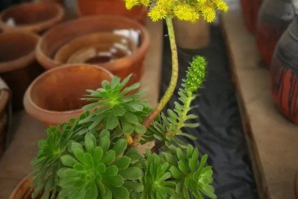 多肉法师如何养殖，适宜的生长温度在20度左右