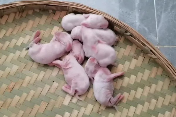雌兔和雄兔如何分辨，不同生长阶段的分辨方法不同