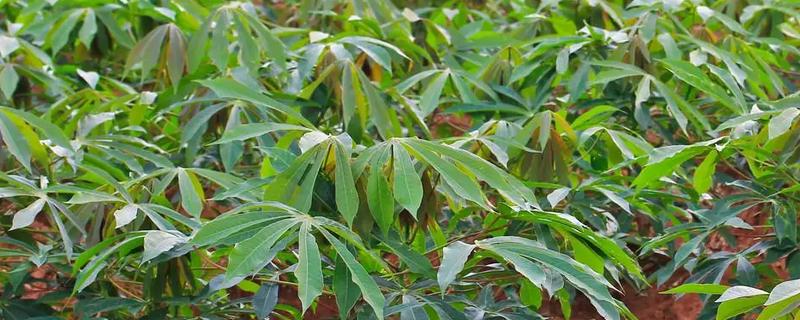 木薯有哪些优良品种，常见的有桂热7号、新选048等