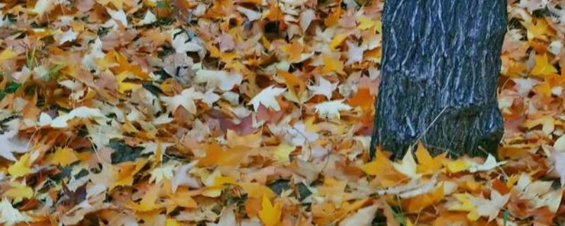 很多植物秋天落叶的原因，是为了能更好的生存