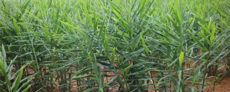 一亩地可以产多少生姜，产量约为6000-8000斤一亩