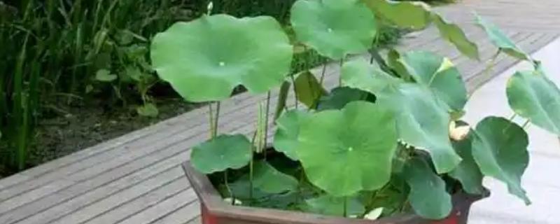 家养荷花何时施肥，栽种前施加足量的基肥
