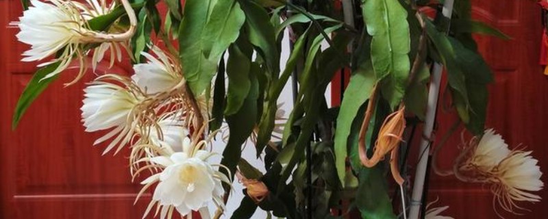 盆栽昙花的养殖方法,放置在能照射到散射光的地方