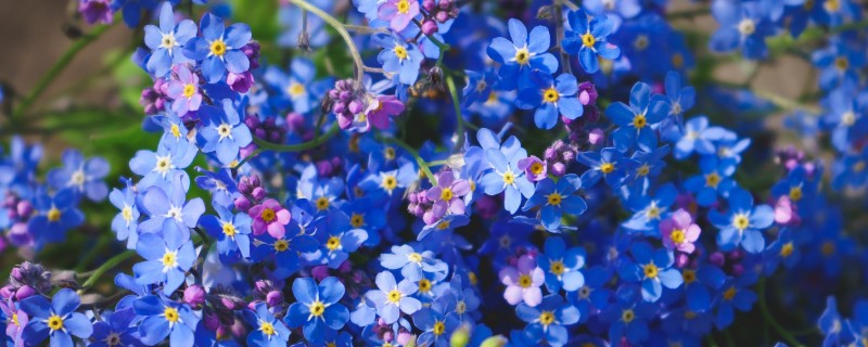 勿忘我的花语，颜色不同花语不同