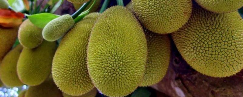 四季菠萝蜜四季都能结果吗，管理得当是可以四季开花结果