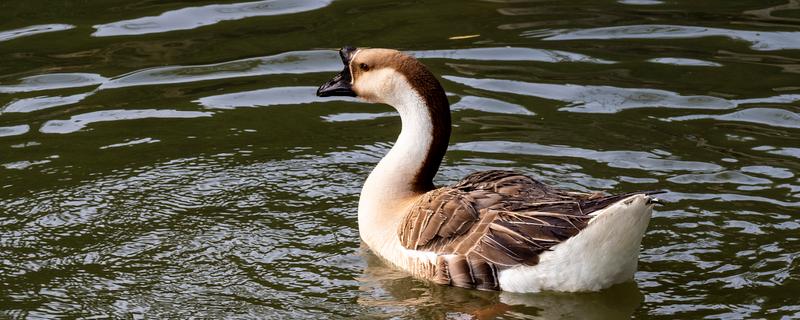 养鹅只吃草会饿死吗，不会饿死但会营养不良