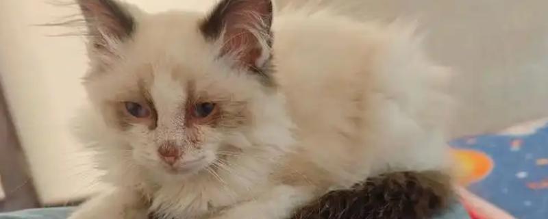 猫鼻支有哪些症状，发病初期体温明显升高
