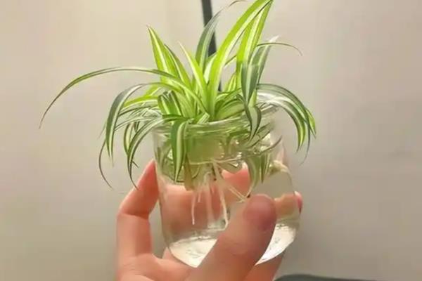 怎么水养吊兰,一定要提供给它足够的营养
