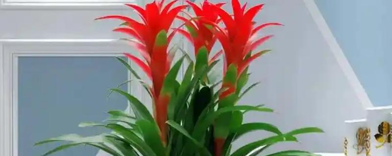 鸿运当头的品种介绍，是一种观赏型室内装饰植株
