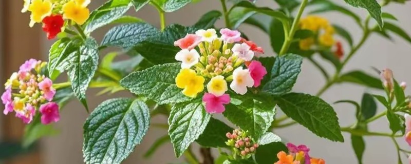 五色梅能不能扦插,扦插繁殖可提高成活率