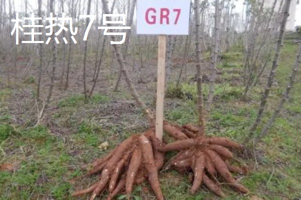 木薯有哪些优良品种，常见的有桂热7号、新选048等