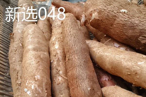 木薯有哪些优良品种，常见的有桂热7号、新选048等