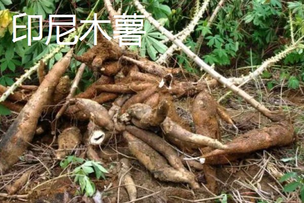 木薯有哪些优良品种，常见的有桂热7号、新选048等