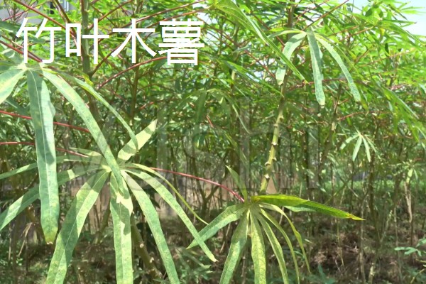 木薯有哪些优良品种，常见的有桂热7号、新选048等