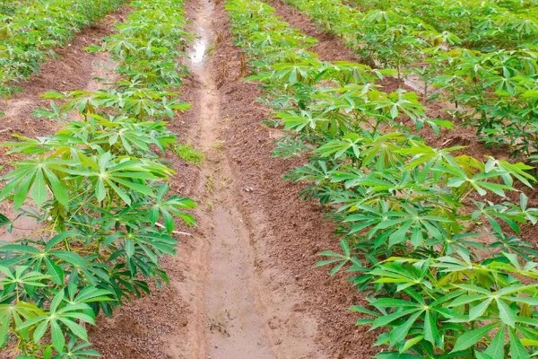 木薯有哪些优良品种，常见的有桂热7号、新选048等