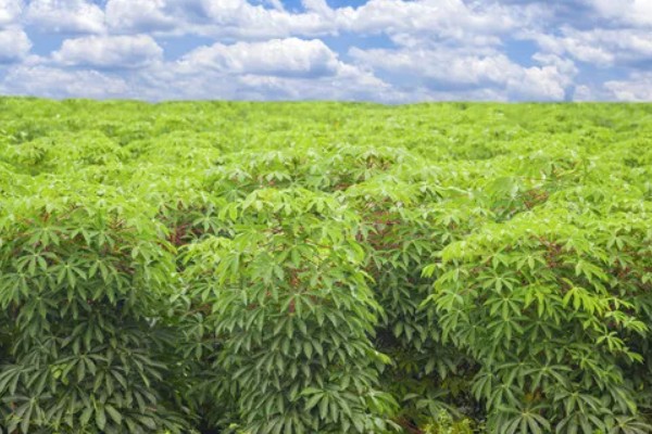 木薯有哪些优良品种，常见的有桂热7号、新选048等