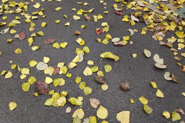 很多植物秋天落叶的原因，是为了能更好的生存