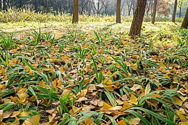 很多植物秋天落叶的原因，是为了能更好的生存