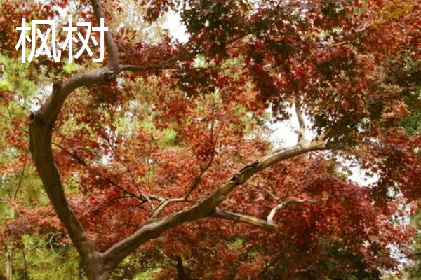 很多植物秋天落叶的原因，是为了能更好的生存