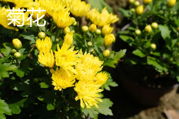 很多植物秋天落叶的原因，是为了能更好的生存