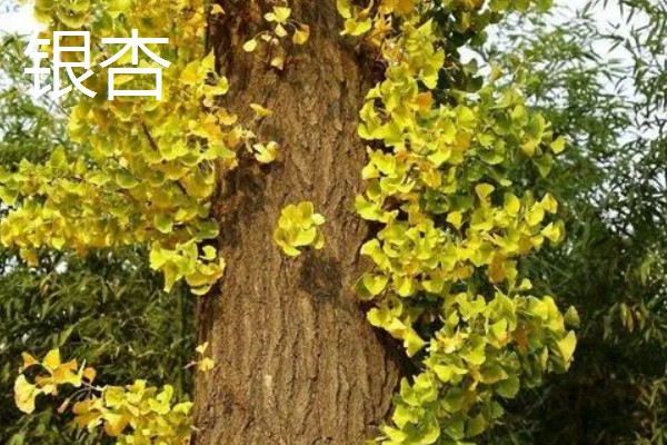 很多植物秋天落叶的原因，是为了能更好的生存