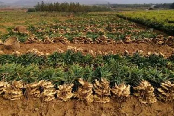 一亩地可以产多少生姜,产量约为6000-8000斤一亩