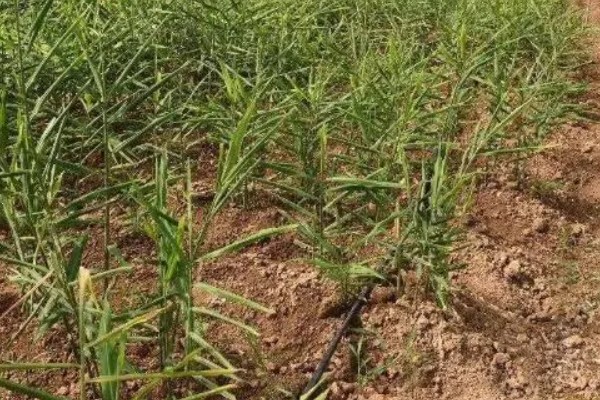 一亩地可以产多少生姜,产量约为6000-8000斤一亩