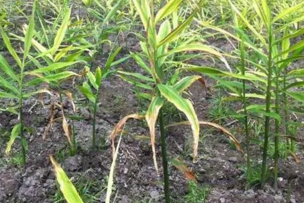 一亩地可以产多少生姜,产量约为6000-8000斤一亩