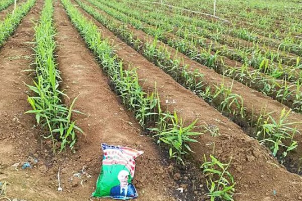 一亩地可以产多少生姜,产量约为6000-8000斤一亩