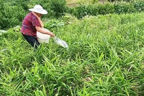 一亩地可以产多少生姜,产量约为6000-8000斤一亩