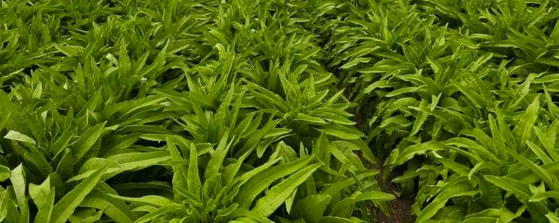 莴笋生长时能不能剥叶，剥叶后不利于茎干膨大