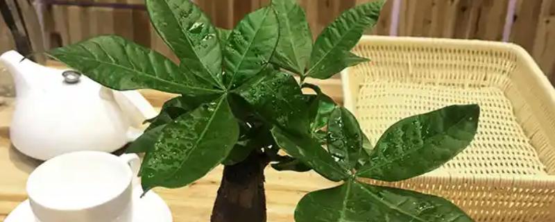 发财树不长叶子怎么处理,需增加光照并减少浇水