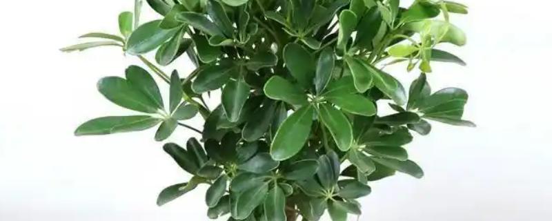 植物茎具的作用,有输导作用、支持作用等