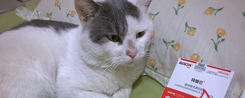 猫咪缺乏维生素B的症状，容易出现口炎、牙龈溃烂等