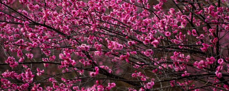 骨里红梅跟红梅的区别,颜色和形状均不同
