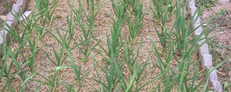 蒜苗能收割几次，蒜苗可以收割三次左右