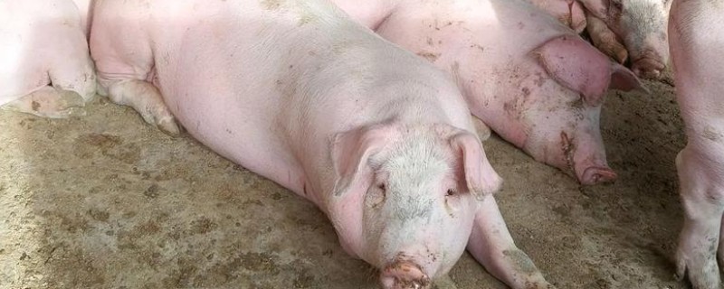 猪蓝耳病的原因，猪舍温度高、湿度大等会导致