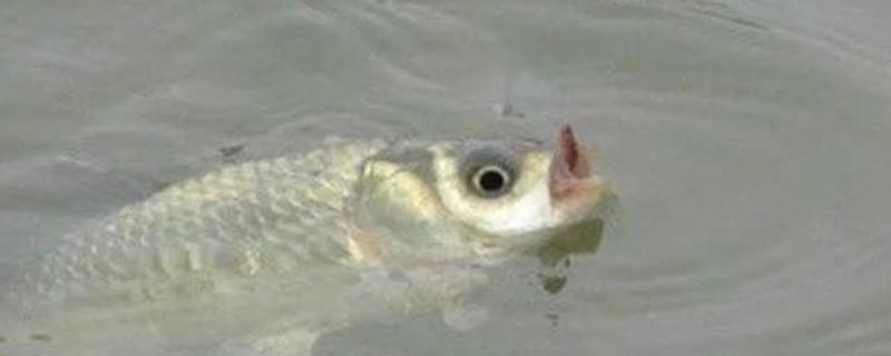 为什么鲫鱼冬天好钓，冬天没有大鱼惊吓鲫鱼吃饵