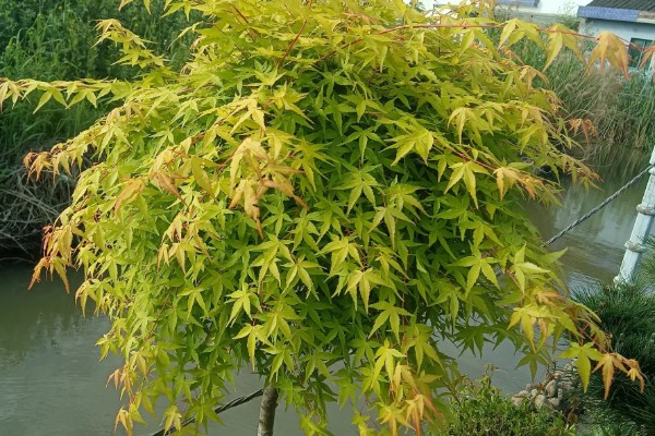 鸡爪槭的叶子何时红，在9至10月份红