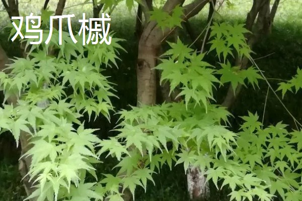 鸡爪槭的叶子何时红，在9至10月份红