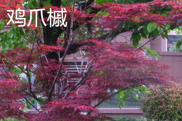鸡爪槭的叶子何时红，在9至10月份红