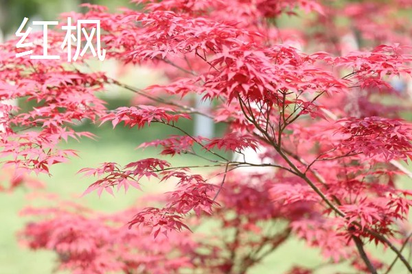 鸡爪槭的叶子何时红，在9至10月份红