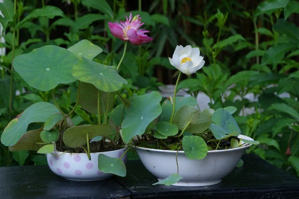 家养荷花何时施肥，栽种前施加足量的基肥