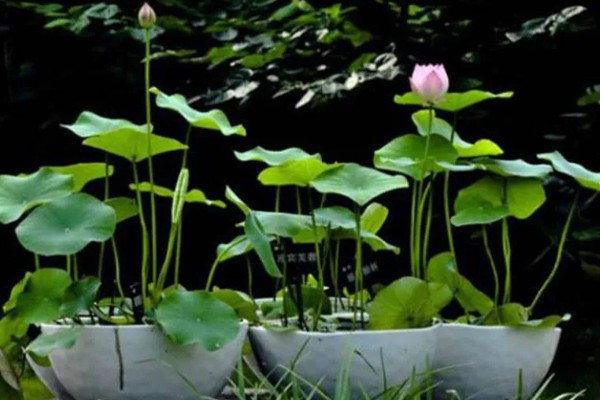 家养荷花何时施肥，栽种前施加足量的基肥