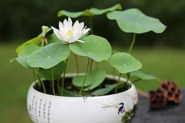 家养荷花何时施肥，栽种前施加足量的基肥