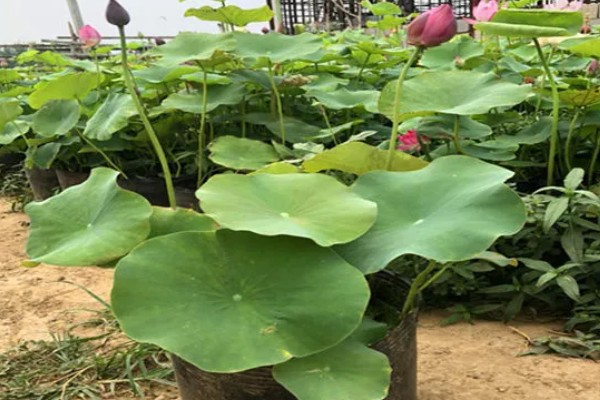 家养荷花何时施肥，栽种前施加足量的基肥