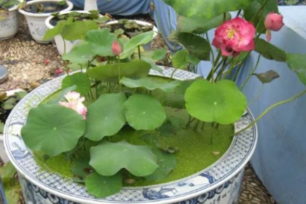 家养荷花何时施肥，栽种前施加足量的基肥